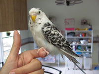 <center>Make Your Budgie Love You - Training Your Parakeet To Feel at Home With You in 5 Easy Steps</center>