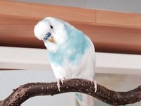 Best Foods to Feed Your Pet Budgie