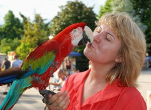 <center>Is It Safe To Kiss Your Pet Bird? The Do's And Don'ts of Showing Affection Towards Your Feathered Friend</center>