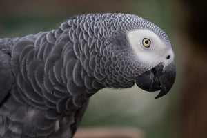 Timneh vs Congo African Grey - Key Differences Between These Parrots (Personality, Lifespan & More)