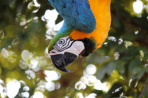 <center>Harlequin Macaw Species Guide: Care, Cage Setups & Easy Tricks To Teach Harlequins</center>