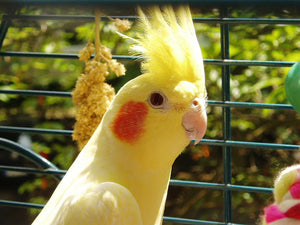 <center>Lutino Cockatiel: Quick Guide To This Special Breed Of Bird Species That You Don't See In The Wild</center>