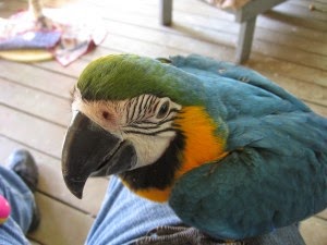 Dealing With an Obnoxiously Loud Parrot