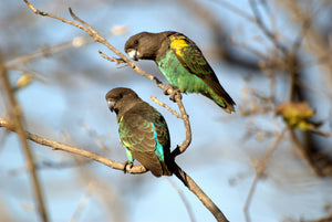 <center>Raising Meyer's Parrots As A Pet: Care Guide, Lifespan & Costs To Consider</center>