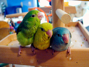 <center>The Quietest Pet Birds Great For Apartment Living - How To Choose A Calm Parrot</center>
