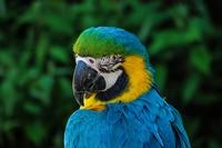 Why Is My Parrot Sneezing and Coughing?