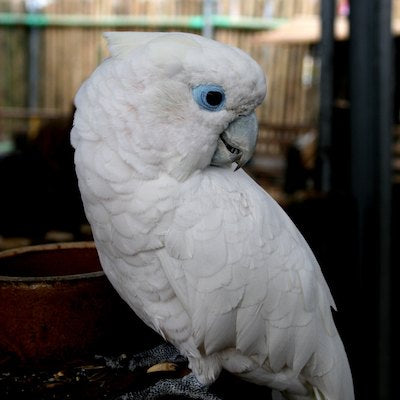 Cockatoos (Small)
