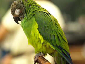 <center>Dusky Conure Species: Your Guide To Proper Care & What Does It Take To Raise Them</center>