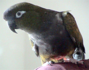 <center>Burrowing Parrots: The Patagonian Conure Species Guide To Characteristics, Proper Care & Attention</center>