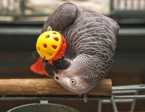<center>Parrot Care - Deficiency in Vit. A: Natural Food Supplements, Signs & Symptoms You Should Know</center>