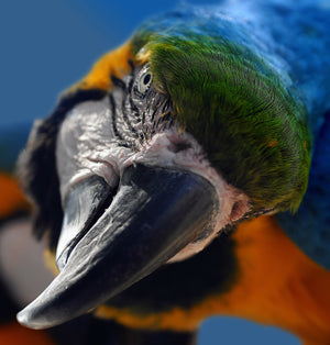 5 Surprising Facts About Parrots