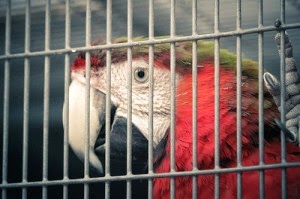 Parrots Get Lonely and Stressed - Know The Signs & Tips On How To Help Them Overcome The Loneliness