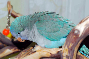 <center>Blue Quaker Parrots (Monk Parakeet) Care Guide: Personality, Diet, Lifespan & More</center>