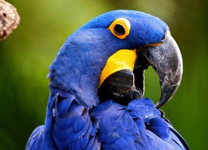 How Much Does a Parrot Really Cost? Full Price Guide For Purchasing & Caring For Popular Pet Birds