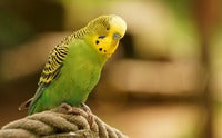 Parakeet Head Bobbing 101 - Top 5 Reasons Budgies & Pet Birds Dance And Move Their Heads Up And Down