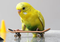 3 Easy Ways to Keep Your Budgie Entertained