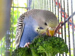 Help! Why Isn't My Parrot Eating? Learn Why Pet Birds Stop Eating & Drinking Properly Plus How to Reverse It