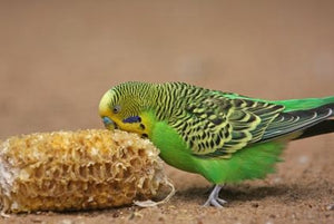 The Best Homemade Bird Snack & Treat Ideas (Plus Recipes) For Your Favorite Pet Parrot