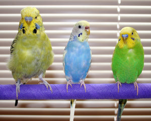 <center>English Budgie (Parakeet) - Your GUIDE to This Species: Care, Colors, Lifespan, Price & Personality</center>