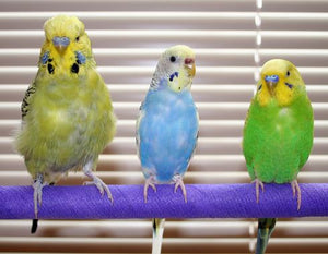 Pros & Cons of Pet Parakeets (and Budgies) - Do They Make For Good Companions & Should You Get One?