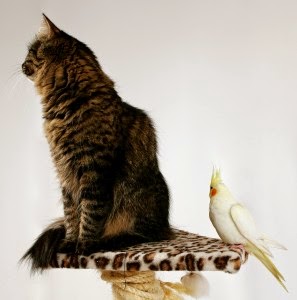 <center>Pet Parrots With Cats & Dogs: How to Make Them Coexist Plus Help and Safety Tips</center>