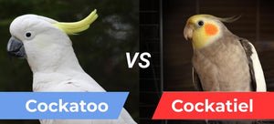 <center>Cockatiel vs Cockatoo - How To Tell Them Apart & Key Differences in Appearance, Size & Behavior</center>