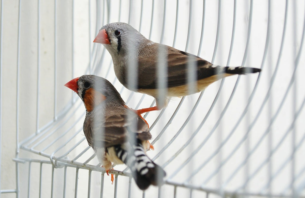 <center>Dome Top vs Play Top Bird Cage: Which One Is The Best For Your Pet Bird?</center>