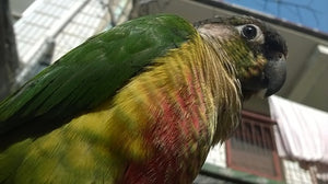 <center>Green Cheek Conure (Parakeet) Species Guide: Pet Parrot Care, Lifespan, Personality & Price</center>