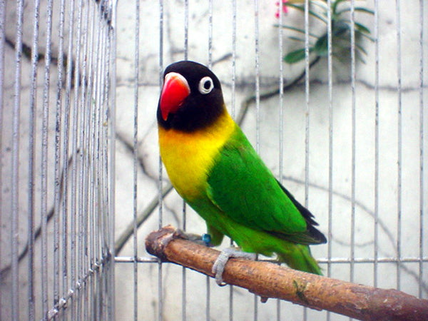 Masked Lovebird A Guide This Lovely Bird Specie
