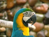 Parrot Healthcare 101: Keeping Your Parrot Healthy