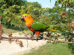 <center>Jenday Conure Parrot Species Profile Guide: Care, Lifespan, Personality & More (Jandaya Parakeet)</center>