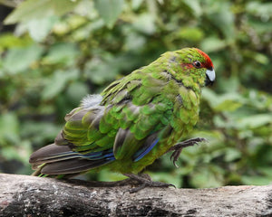 <center>Kakariki Parrot Species Guide: Personality, Care & Cage Setups + Tips On How To Raise Kakarikis</center>