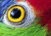<center>Mini Macaw or Large Macaw - Find Out Which One To Take Home Plus Their Subtle Differences</center>