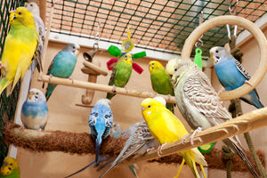 <center>Just How Long Do Parrots Live When In Captivity? Average Lifespan of a Parrot and Other Pet Birds </center>