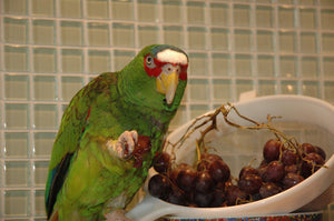 <center>How Safe Are Grapes For Parakeets And Budgies? Types & Quantity Of Fruit Treats You Can Feed Your Pet Birds</center>