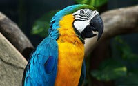 <center>Adopting Pet Parrots</center><center>Am I Ready To Take A Parrot Home?</center><center>Things You Need To Know Before Adoption</center>