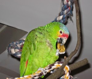 Common Causes of Feather Loss In Parrots (Head, Chest & Neck) - Plus How to Prevent It