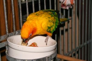 Your Parrot’s Diet- Pellets, Transitioning and Foods to Avoid
