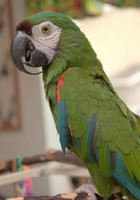 <center>How To Prevent Overgrown Beaks In Pet Parrots - Plus Our Favorite Bird Beak Trimming Toys</center>