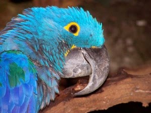 <center>Sick Pet Bird - How To Tell If Your Parrot Is Sick</center><center> (Signs & Symptoms To Look Out For)</center>