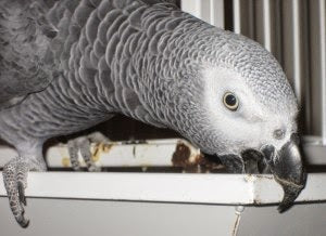 <center>Make Your Parrot Want To Get Out Of Its Cage - Best Practices & Tips (Know The Rules & Benefits)</center>