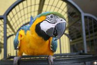 Changing Your Bird's Cage - How To Safely & Easily Transition Your Parrot To Another Home