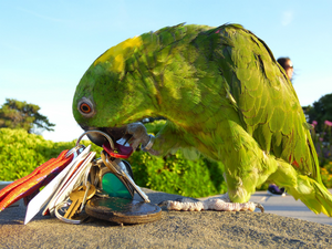 The Do's and Don'ts of Playing With a Pet Parrot