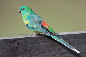 <center>Red Rumped Parakeets: Everything You Need To Know About Red Rump Parrots</center>