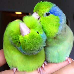 <center>Parrotlet Species Care Guide: Pet Bird Size, Diet, Training, Lifespan, Personality & Price</center>