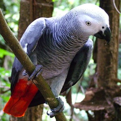 African Greys