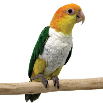 Caiques