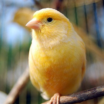 Canaries