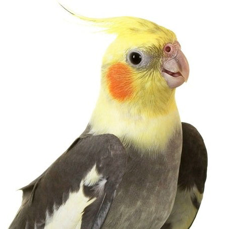 Cockatiels