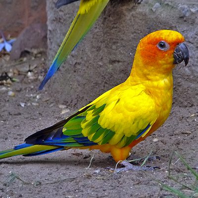 Conures